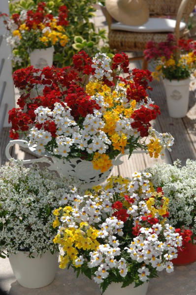 GMH_2014_11_08: Eine Elfenspiegel-Kombination blüht in Rot, Gelb und Weiß Beet- und Balkonpflanze des Jahres 2014 für Baden-Württemberg