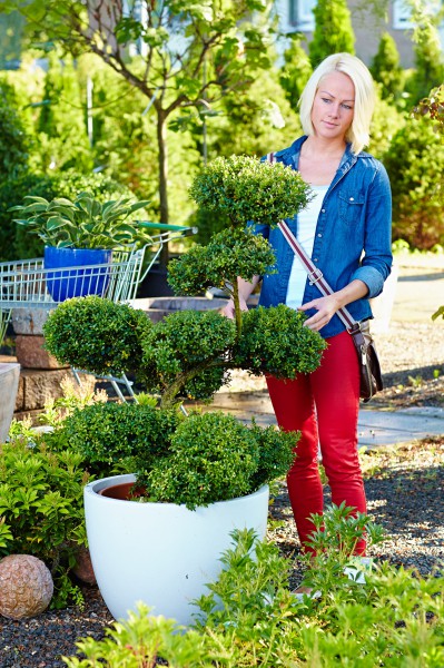 Formgehölze: Eleganter Blickfang für Terrasse und Garten