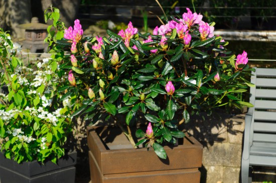 Kübelgehölze locken mit Blüten und Früchten auf Augenhöhe