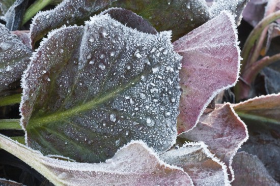 09 Gut gewappnet: Wintergrüne Stauden machen den Garten auch in der kalten Jahreszeit zum Hingucker. Nach dem Sommer beginnt die Pflanzzeit.