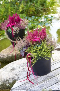 Blütenteppich im Winter: Die Englische Heide bezaubert auf den zweiten