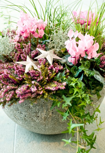 Winterblüten aus der Gärtnerei verschönern die Adventszeit