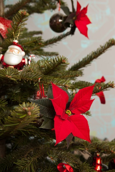 Märchenhafte Dekorationsideen mit dem Weihnachtsstern