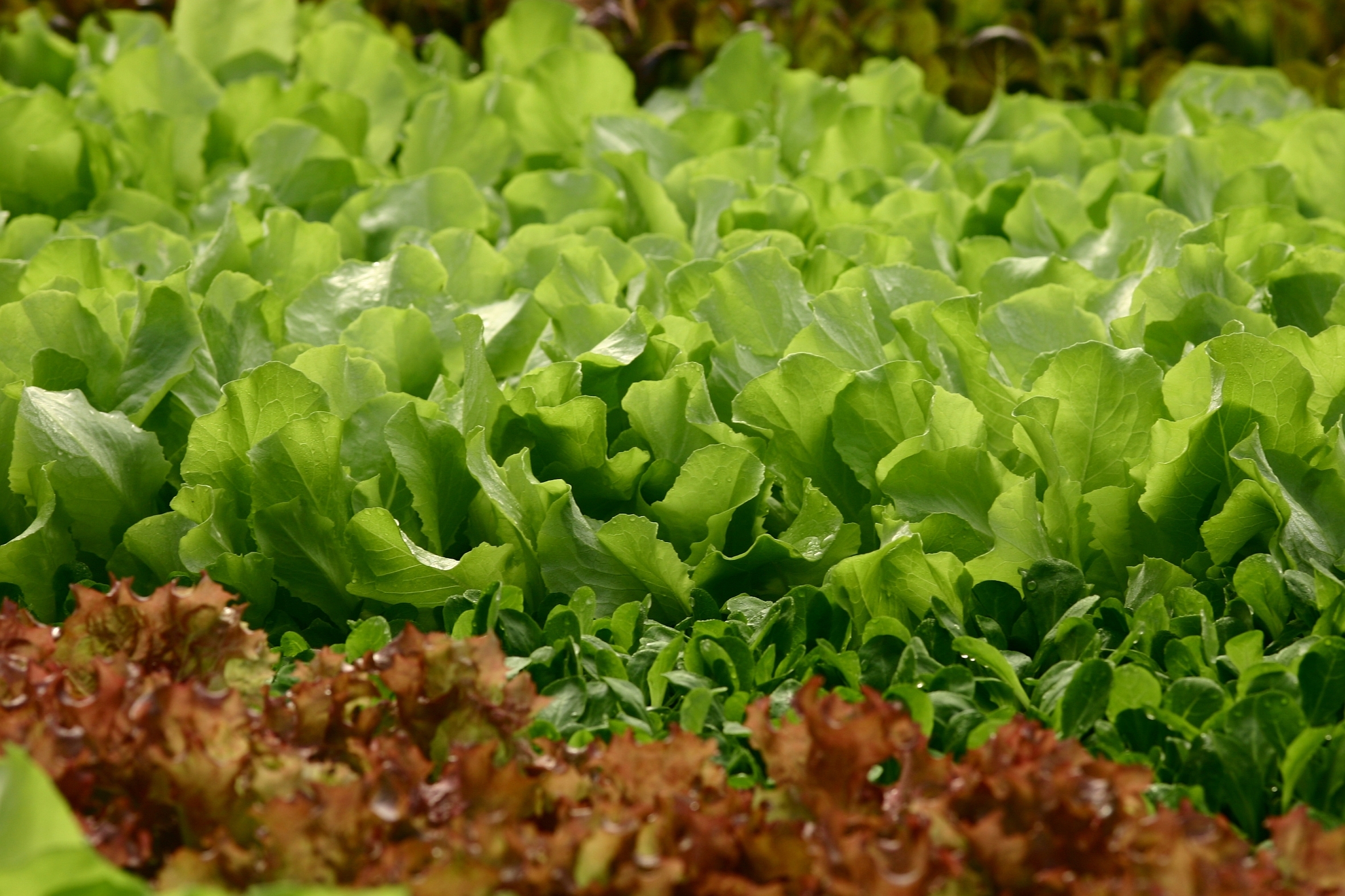 Regionale Erzeugung: Feldsalat hat jetzt Saison