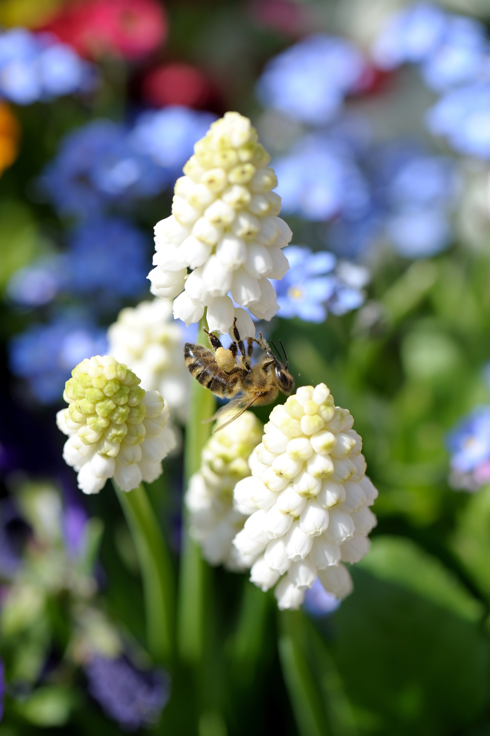 Gärtnern liegen Bienen am Herzen