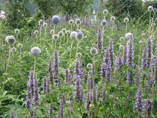 Gärtnern liegen Bienen am Herzen