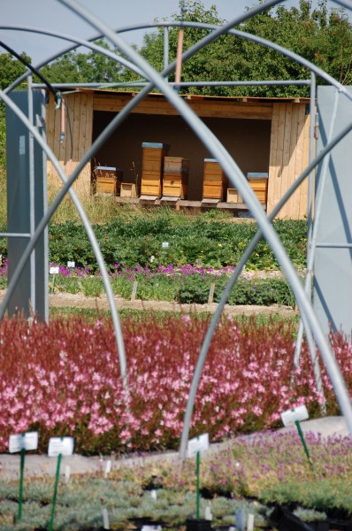 Gärtnern liegen Bienen am Herzen