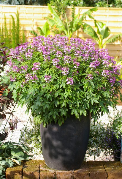 Bravo Señorita! Mit der Cleome 'Señorita Rosalita' wird der Sommer zur Blüten-Fiesta Bravo Señorita! Mit der Cleome 'Señorita Rosalita' wird der Sommer zur Blüten-Fiesta