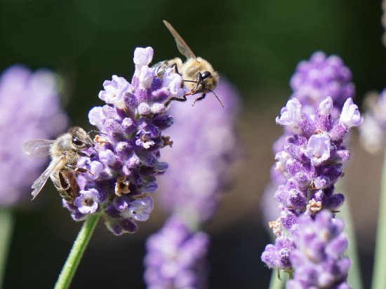 Lavendel zieht Menschen und Bienen gleichermaßen an