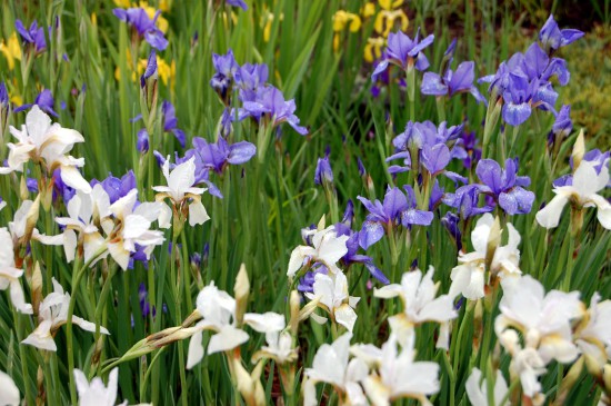 Frischekick für den Garten: Blütenkombis in Weiß-Blau