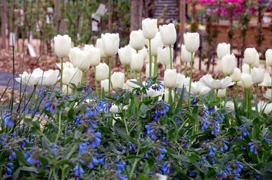Frischekick für den Garten: Blütenkombis in Weiß-Blau