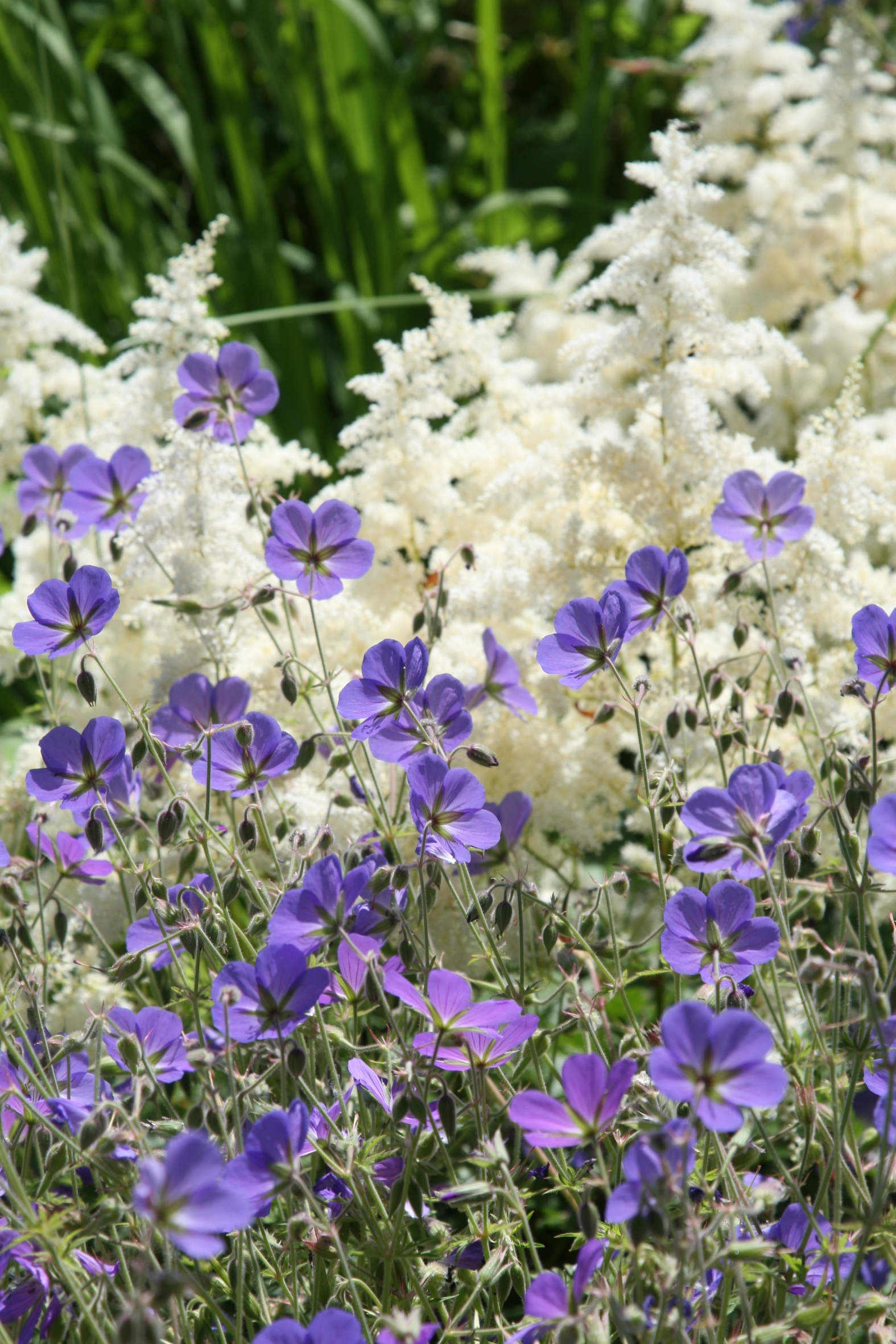 Frischekick für den Garten: Blütenkombis in Weiß-Blau