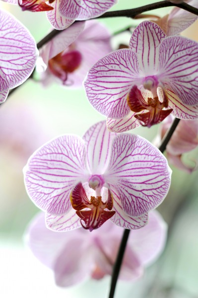 Blüten-Event am 3. September zum Tag der Orchidee