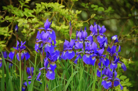 Iris - die Blume des Regenbogens