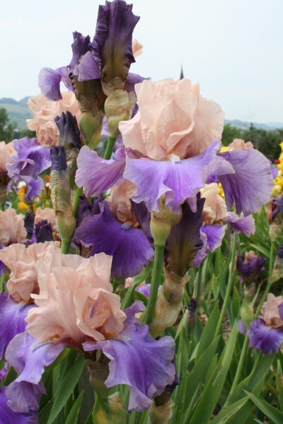 Iris - die Blume des Regenbogens
