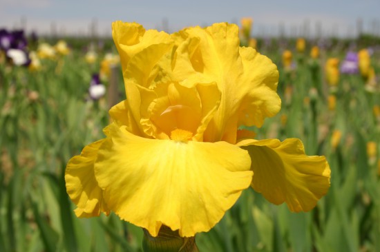 Iris - die Blume des Regenbogens