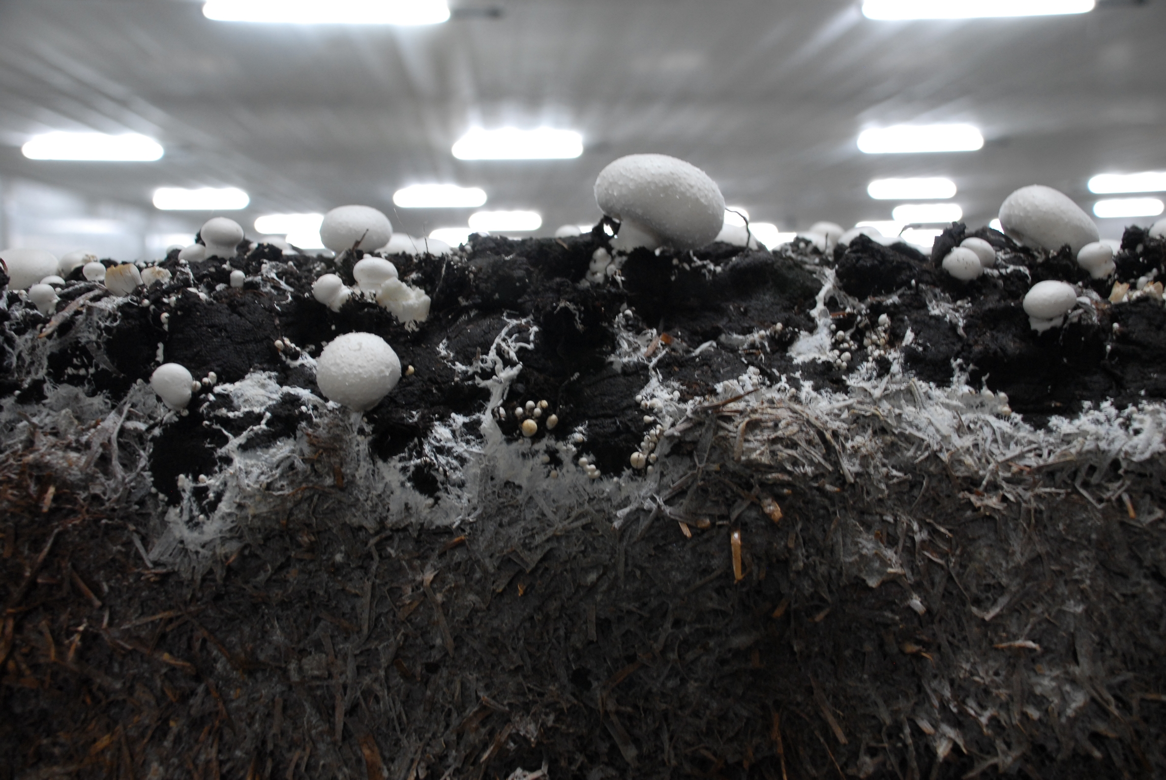 Deckerde - die schützende Schicht über den Pilzen