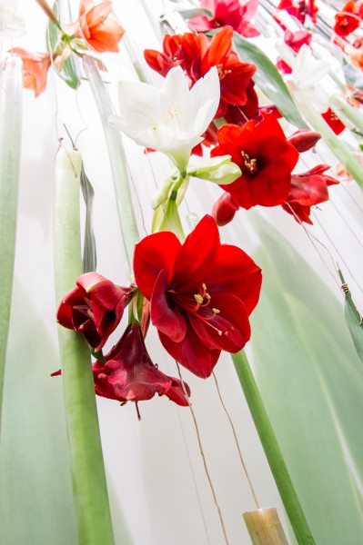 Amaryllis braucht drei Jahre Pflege bis zur ersten Blüte