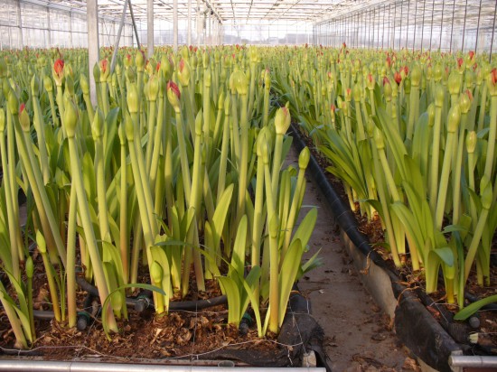 Amaryllis braucht drei Jahre Pflege bis zurersten Blüte