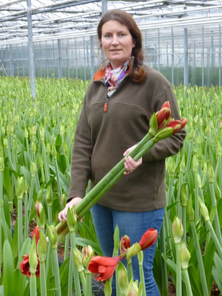 Amaryllis braucht drei Jahre Pflege bis zurersten Blüte