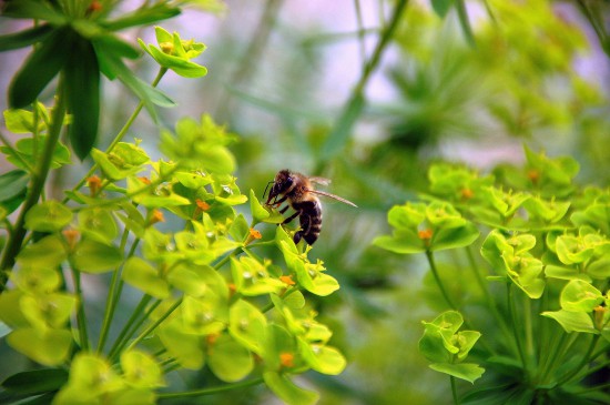 Von Bienchen und Blümchen