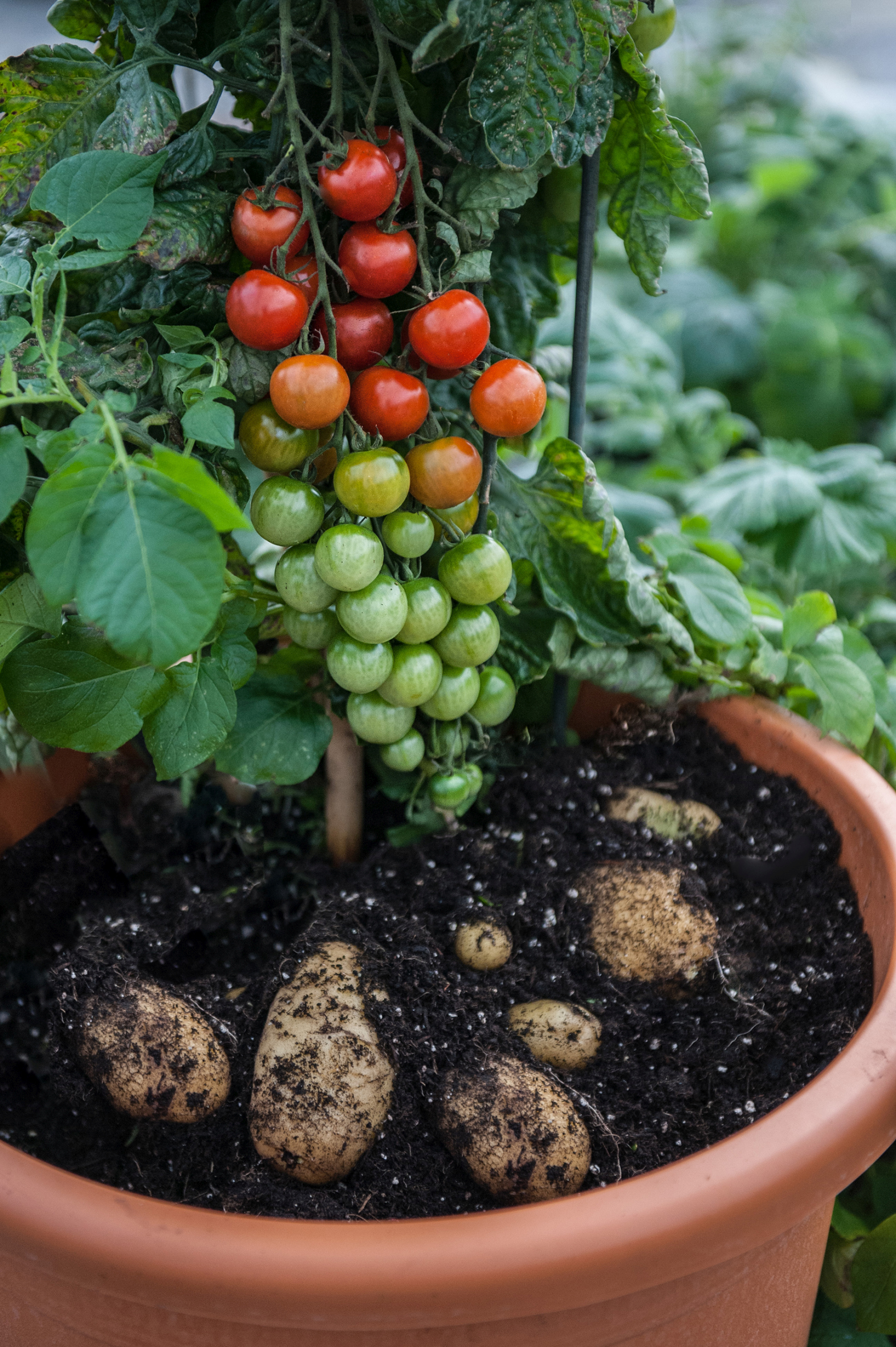 TomTato® - kleine Naschtomaten und dicke Kartoffeln von einer Pflanze