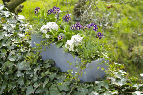 Alte Gartenschätze neu entdeckt: Aurikel sind wieder auf dem Vormarsch