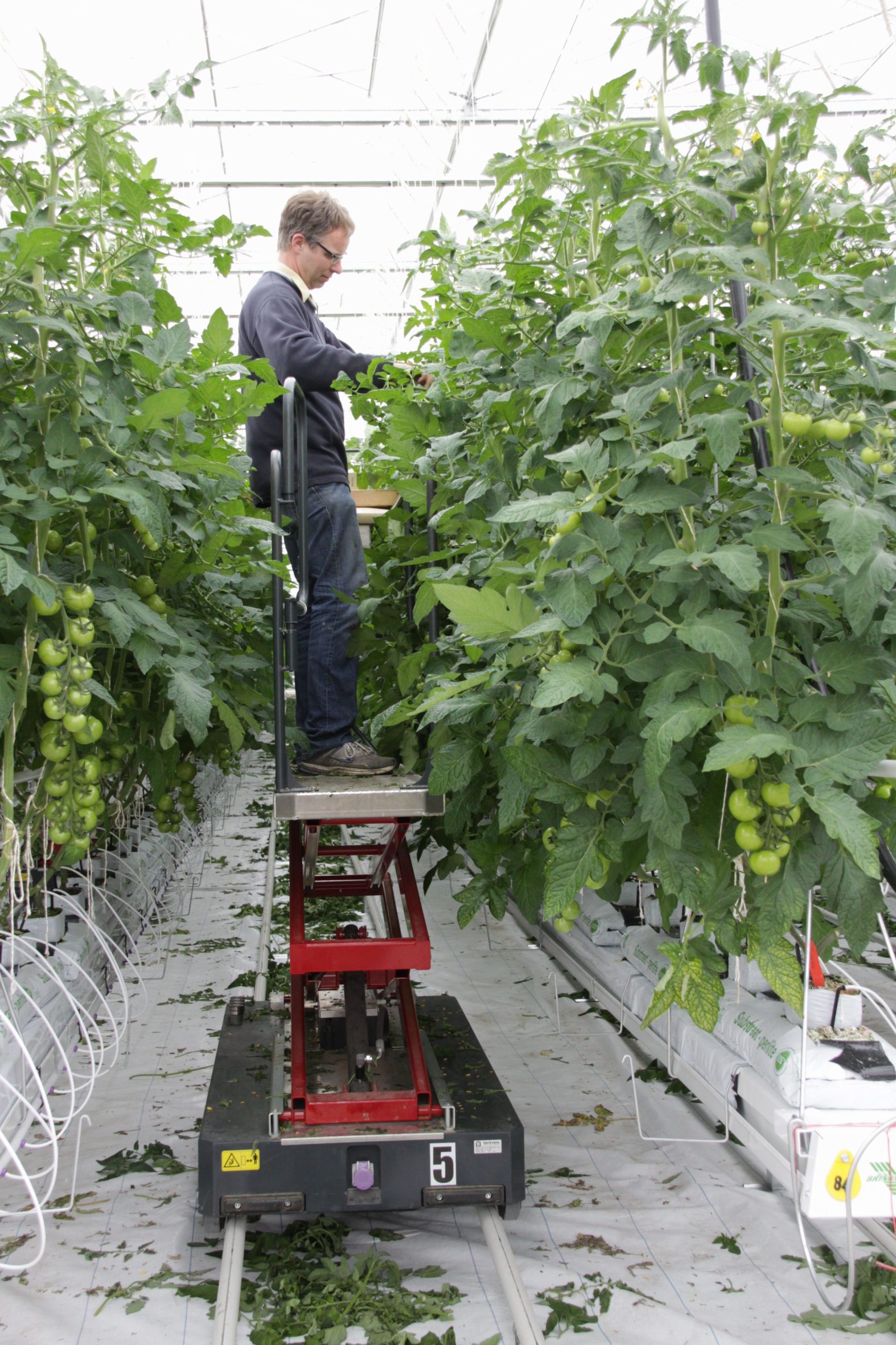 Mit gutem Gefühl: Im Münsterland wird hochwertiges Gemüse angebaut