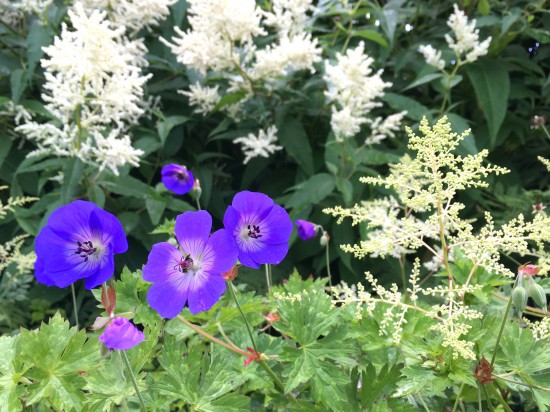 Gartenbild der Woche: Sommerliche Staudenfreude