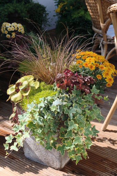 Herbstzauber für Garten und Balkon