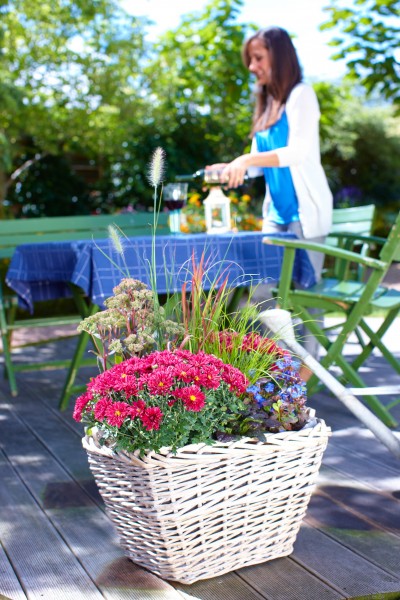 Farbenfrohe Herbstschönheiten