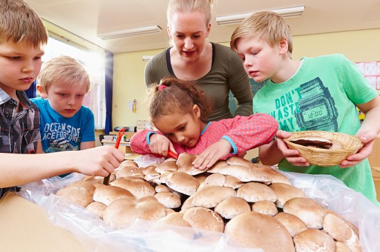 Staunen über das Wachstum von Pilzen - Aktion Schulchampignons