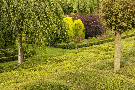 Pflegeleicht und dennoch schön:Bodendecker sparen Arbeit im Garten