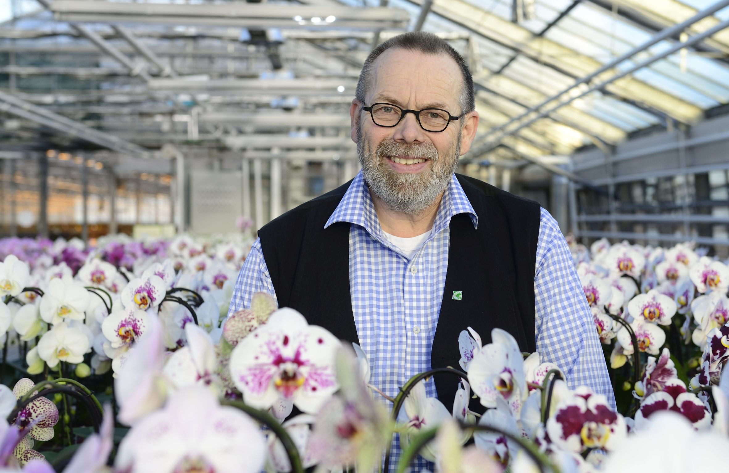 Aufstieg der Schmetterlings-Orchidee geht weiter