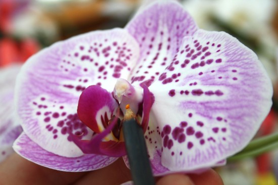 Aufstieg der Schmetterlings-Orchidee geht weiter