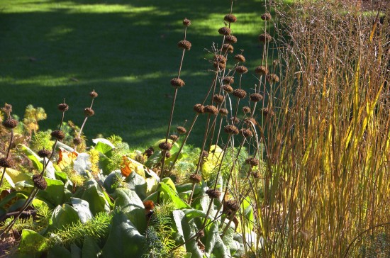Herbstzeit ist Gräserzeit