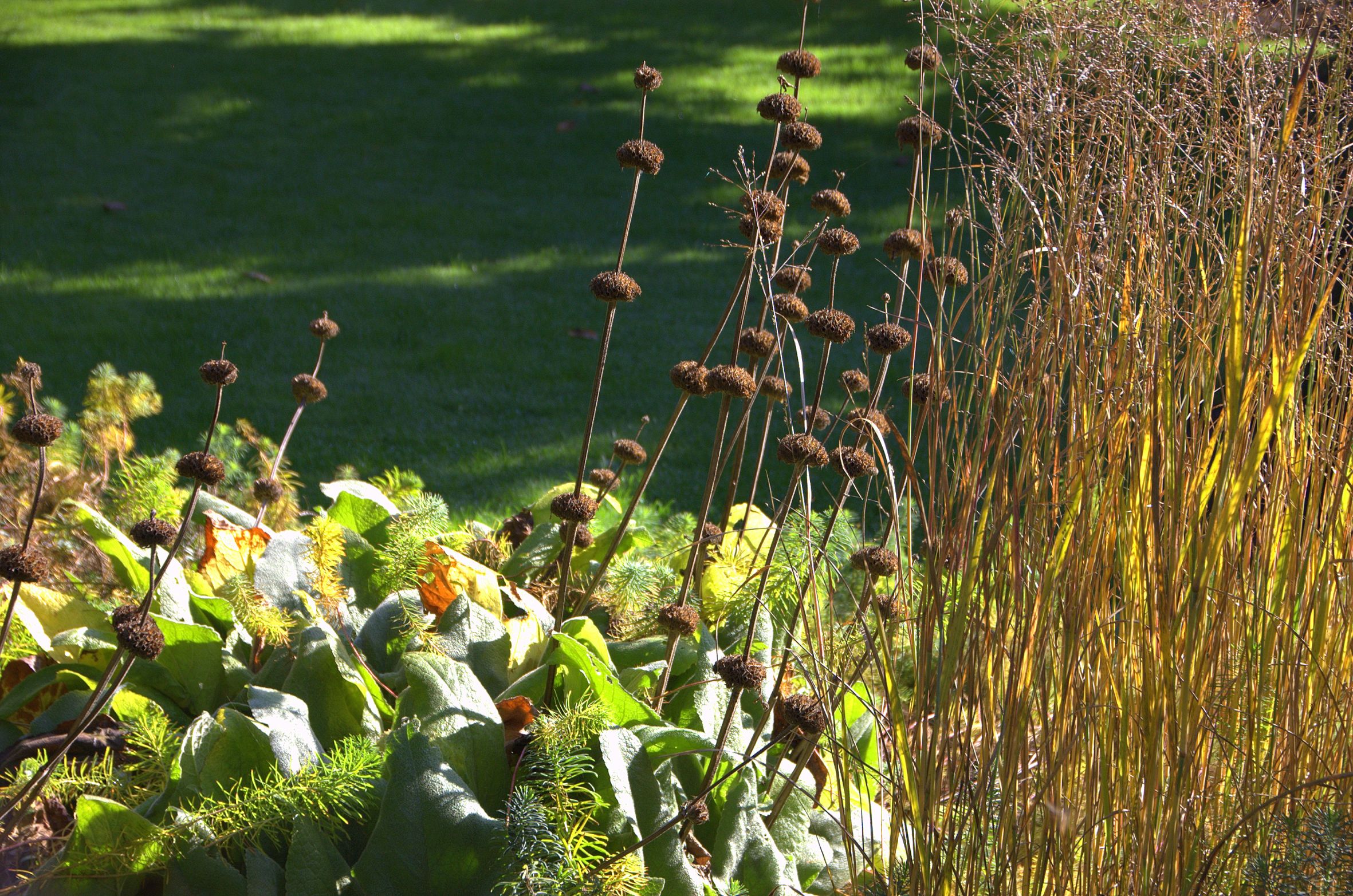 Herbstzeit ist Gräserzeit