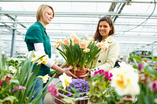 Holen Sie sich den Frühling ins Haus - mit vorgezogenen Blühpflanzen aus Gärtnerhand