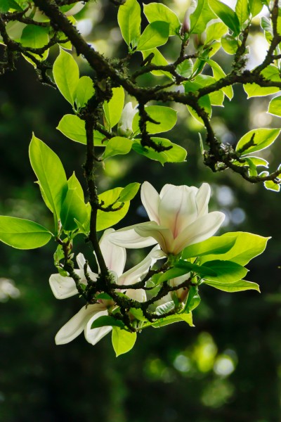 Magnolien: Edle Blüten aus Fernost