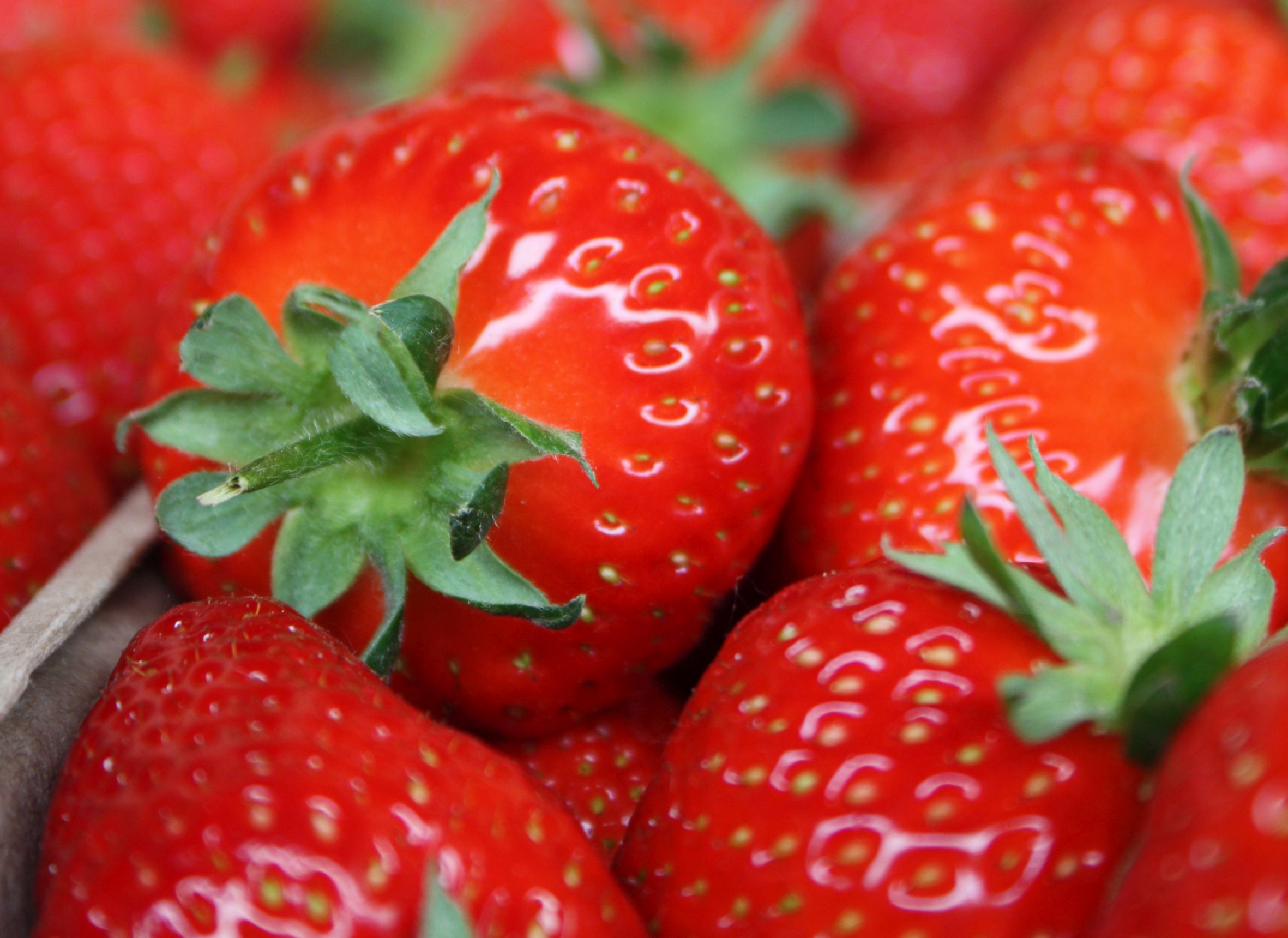 Erdbeeren von heimischen Feldern sind echte Superfrüchte