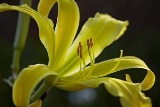 Taglilien – die Unermüdlichen