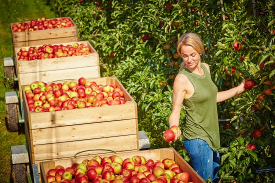Jetzt wird´s saftig: Die deutsche Apfelernte ist im vollen Gange