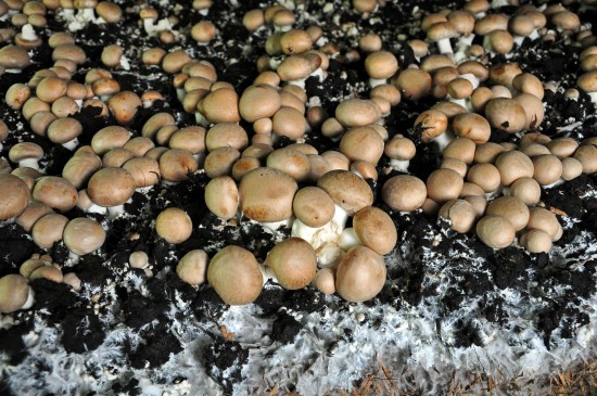 Pilzanbau - abgeschaut vom Naturkreislauf der Wiederverwertung
