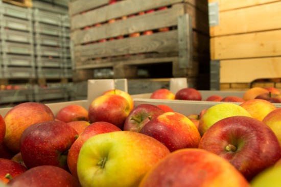 Wie Obstanbauer das Altern von Äpfeln wirkungsvoll verlangsamen