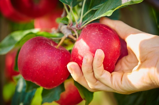 Trotz Allergie ist der Apfelgenuss möglich