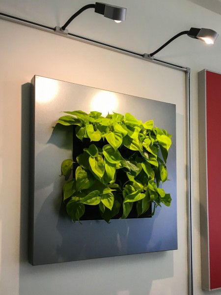 Blätterwerk statt Picasso: Lebende Pflanzenbilder verschönern die Wand