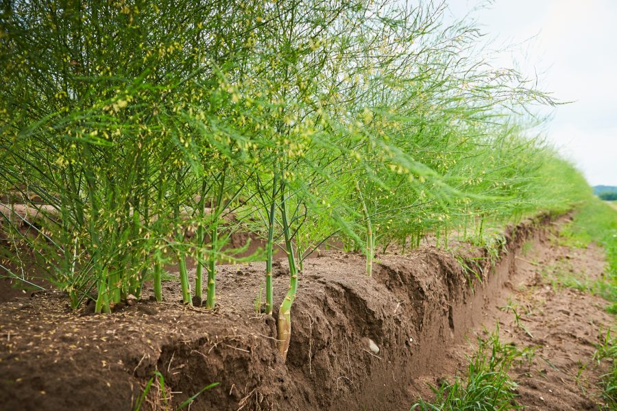 Spargel kann mehr Nach der Ernte werden die Spargelfelder zu Bienenweiden Das Grüne Medienhaus Spargel kann mehr Nach der Ernte werden die Spargelfelder zu Bienenweiden Das Grüne Medienhaus