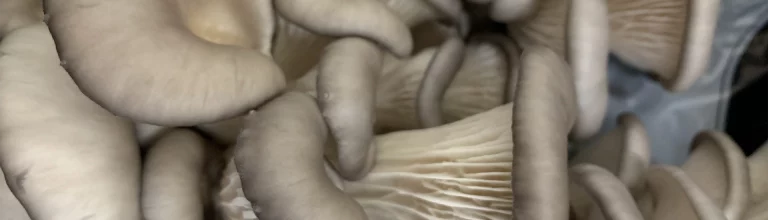 Pilze – lecker, aber auch starke Bodensanierer