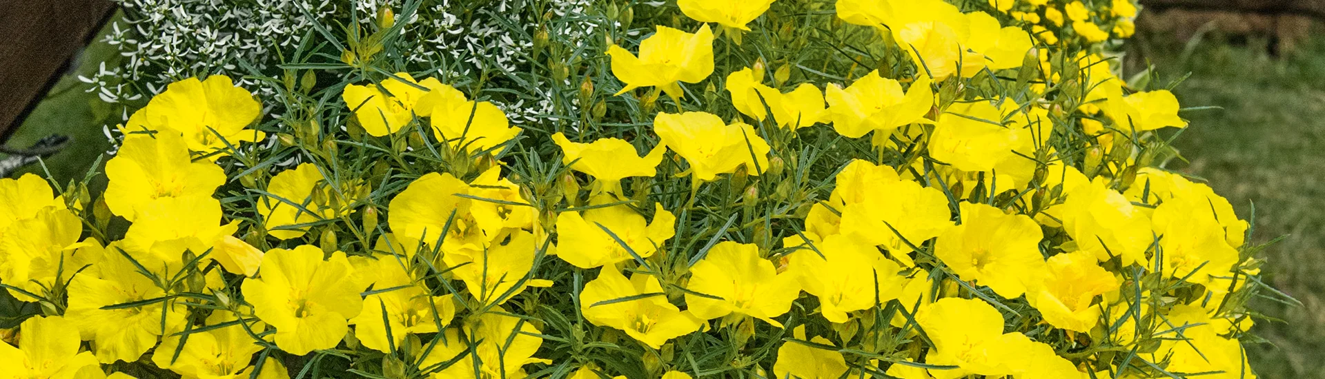 Leuchtend gelber „Sternenzauber“ ist Hitzeprofi für die sommerliche Bepflanzung