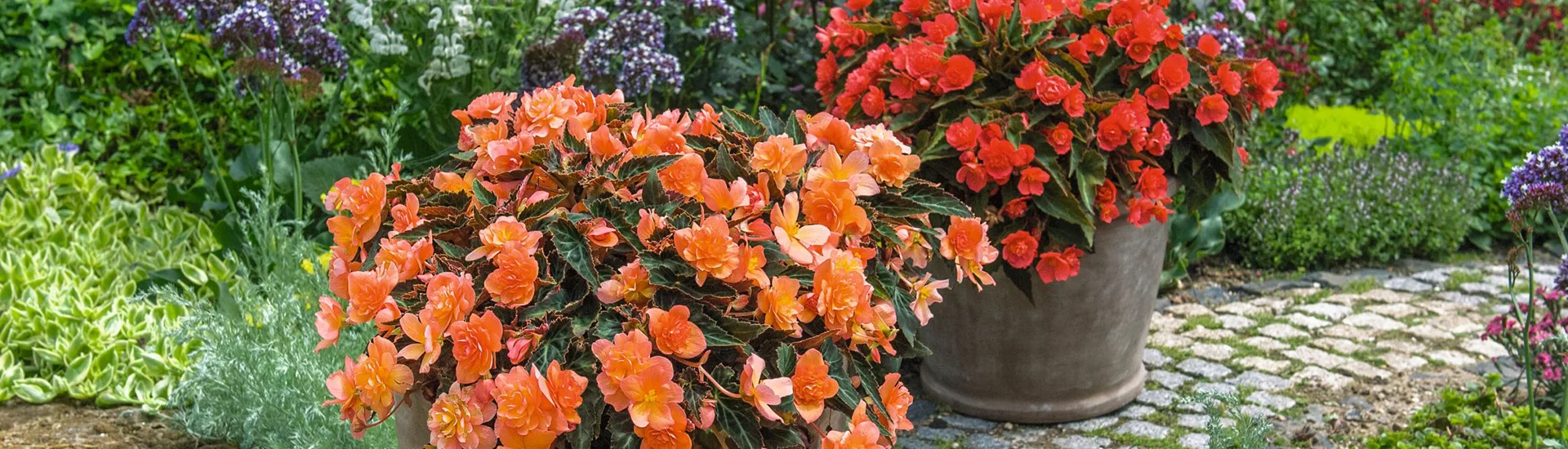 Ein Dauerblüher in leuchtendem Orange: „Glutzauber“